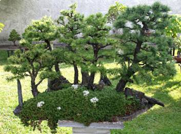 bonsai1.JPG
