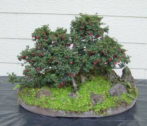 bonsai2.jpg