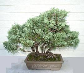bonsai14.JPG