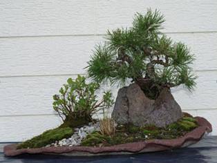 bonsai20.jpg