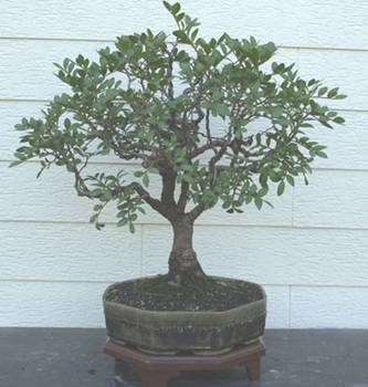bonsai28.jpg