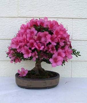 bonsai32.jpg
