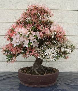 bonsai33.jpg