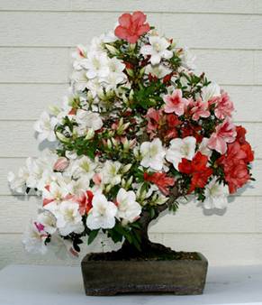 bonsai35.jpg