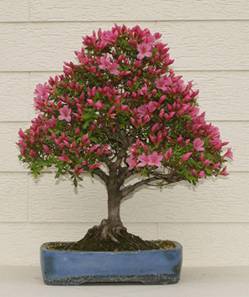 bonsai4.jpg