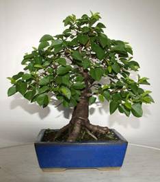 bonsai40#.JPG