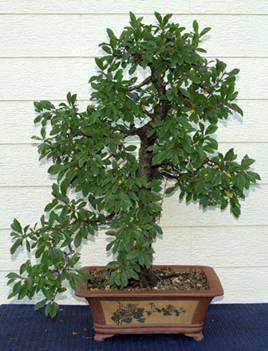 bonsai41.jpg