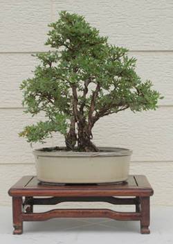 bonsai42.JPG