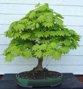 bonsai43.jpg