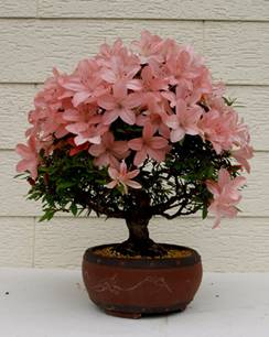 bonsai44.jpg