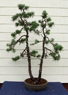 bonsai48.jpg