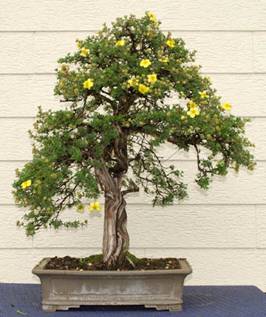bonsai58.jpg