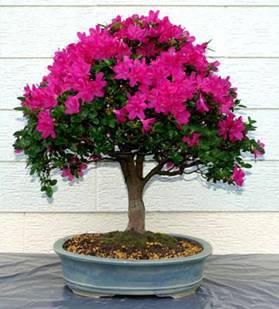 bonsai6.jpg