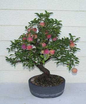 bonsai59.JPG