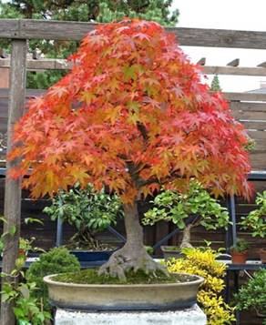 bonsai60.jpg