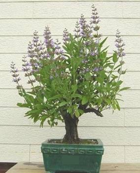 bonsai62.JPG