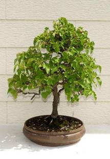 bonsai63.JPG
