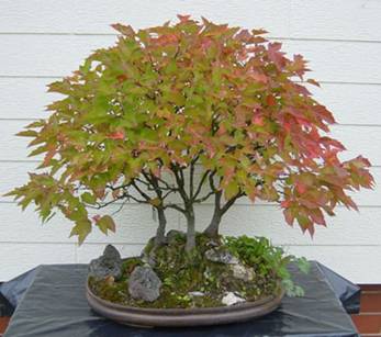 bonsai64.jpg