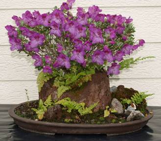 bonsai65.jpg