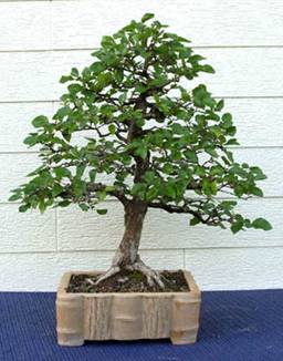 bonsai69.jpg