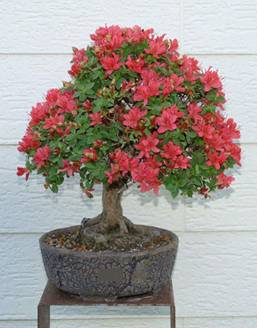 bonsai70#.JPG