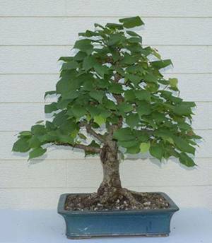 bonsai72.jpg
