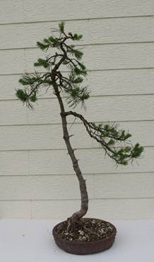 bonsai76.jpg