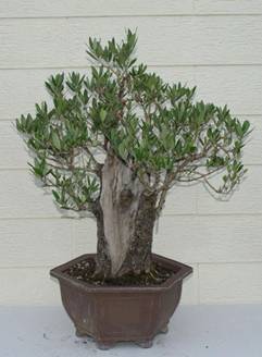 bonsai11.JPG