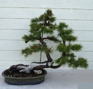 bonsai19.JPG