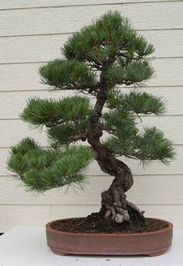 bonsai16.jpg