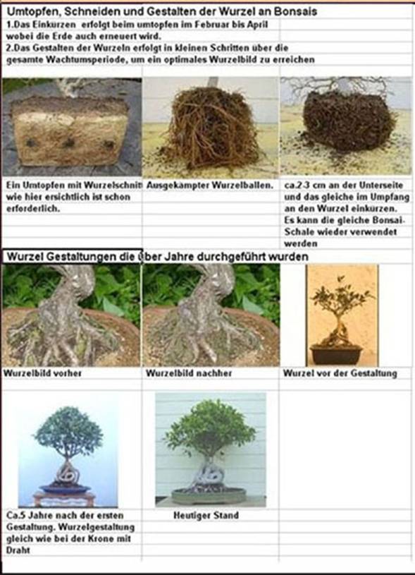 bonsai miniatur Complete Mini Bonsai Starter Kit main image 1